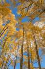 USA-Colorado-Uncompahgre National Forest Looking skyward at aspens in autumn Art Print